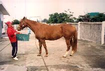 ���巯�� (WORLD RUNNER) ����