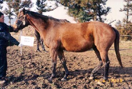 ��Ÿ�帲 ����