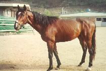 �ö���ũ���� (FLY KRIS) ����