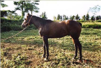 �������� ����