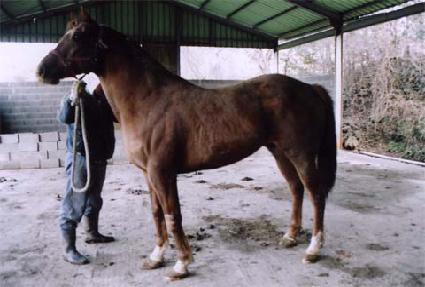 �ڸ��ζ��� ����