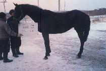 �߽ø���ĵ (YASHIMA SCAN) ����