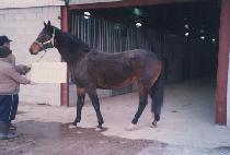 ���̵���̸��� (LADY IRIS) ����