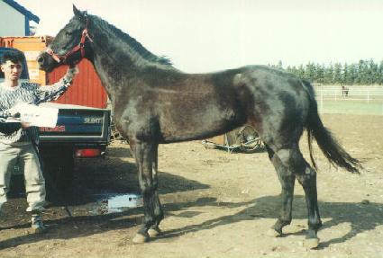 ���̾�ٵ� ����