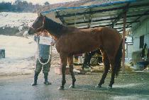 �ٽó���ũ (TENSHINO WINK) ����