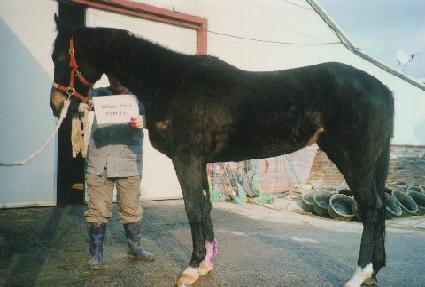 ȭ��Ʈ�˷ξ� ����