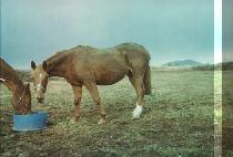 ������Ÿī (EDONO TAKA) ����