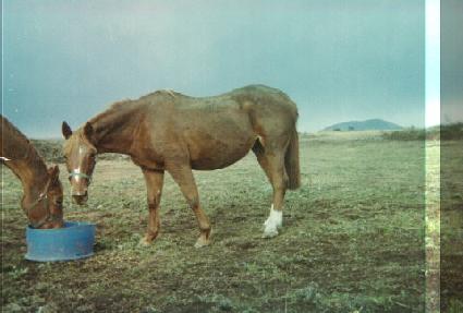 ������Ÿī ����