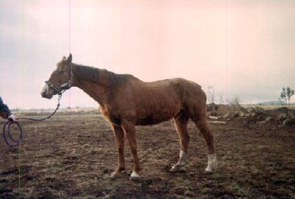 ��������� ����