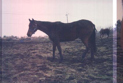 �������� ����