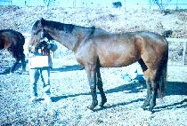 ����������̼� (GOLDEN TEMPTATION) ����