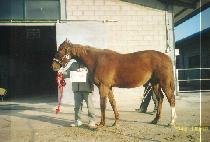 ��彺�Ǹ�Ʈ (GOLD SPIRIT) ����