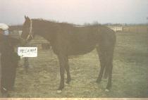 �����Ϲ����μ� (WESTERN VACATION) ����