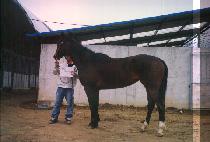 ��ġ���μ� (PEACH BLOSSOM) ����