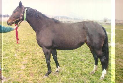 �ǿ����͹��� ����