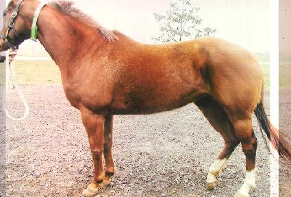 �����̷� ����