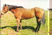 ĳ������ (CARRY ISLE) ����