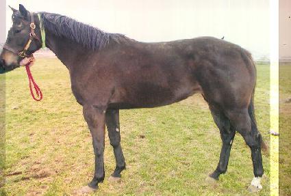 ���������� ����