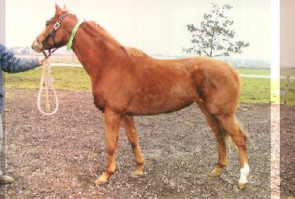 ��������Ʈ ����