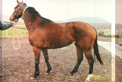 ������ٿ��� ����