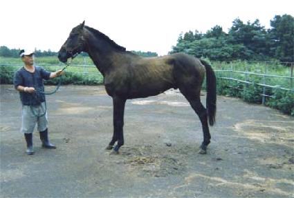 �θ���Ƽ�� ����