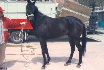 ���۳�ġ (UP A NOTCH) ����