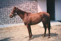 �δٺ��� (BUDDA VISION) ����