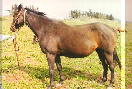 ���½�ƽ���� ����