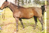 �ù̾����ε� (SIMEON��S MELODY) ����