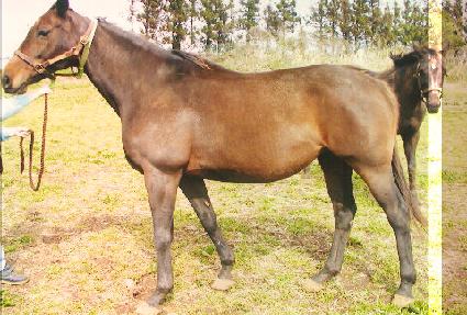 �ù̾����ε� ����