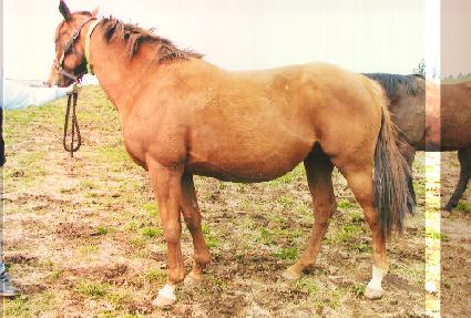 þ���帶�̿����� ����