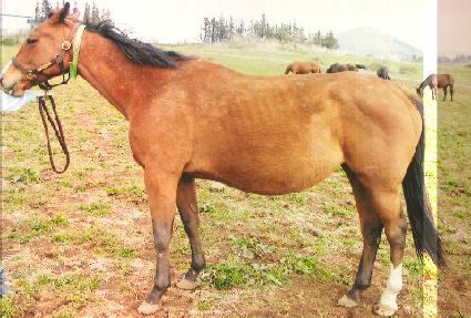 �̽�ƽ���� ����