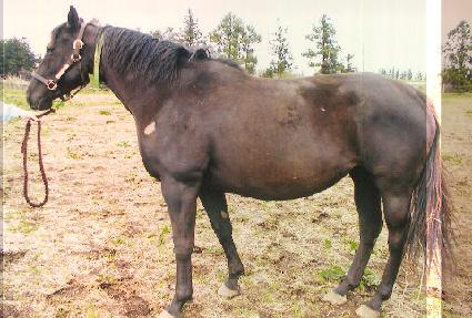 ���ϵ鸮���� ����