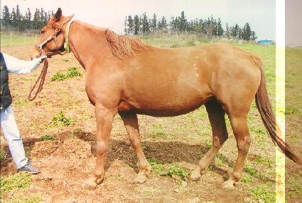 ����γ� ����