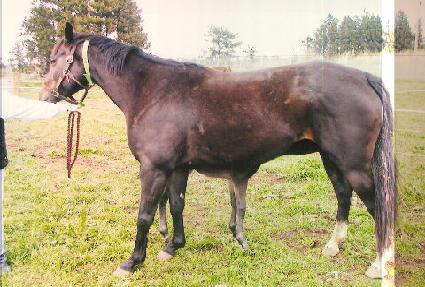 �������ϸ��� ����