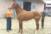 ���̶��̴� (DOMI RIDER) ����