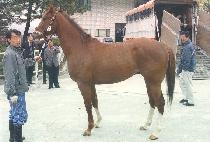 ���ϵ����� (BAELED HAYE) ����