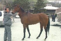 ���ǽ�Ʈ����Ʈ (TEMPEST WEST) ����