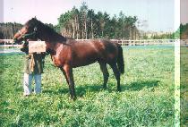 ������÷��� (SPECIAL PLAY) ����