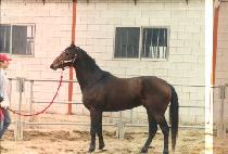 ���̳��ǿ��� (MEINER FIORI) ����