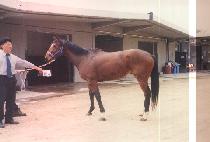 ť���� (QUE LINDO) ����