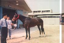 �̽��ͽ�Į���� (MR SCOLLARD) ����