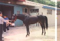 ���ɺ�����Ƽ (VACAVILLE SOFTY) ����