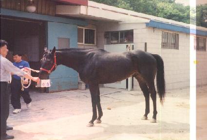 ���ɺ�����Ƽ ����