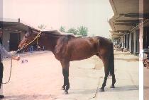 ����ĭ�ø�Ʈ (HIGH CONFLICT) ����