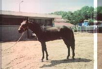 ����Ŀ���� (POKER WILLY) ����