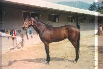 ����������� (PEGGYS FALSTAFF) ����