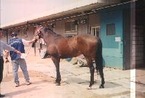 ��Ĺ���� (BOBCAT LOGIC) ����