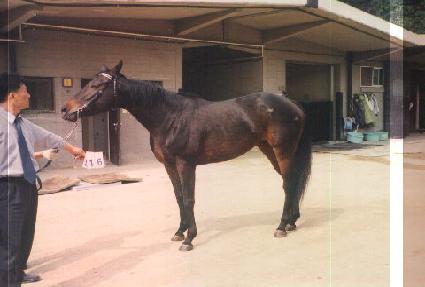 �θǽ�����Ÿ ����