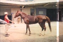 �ô������Ľ��巹 (SIGNORE PASQUALE) ����